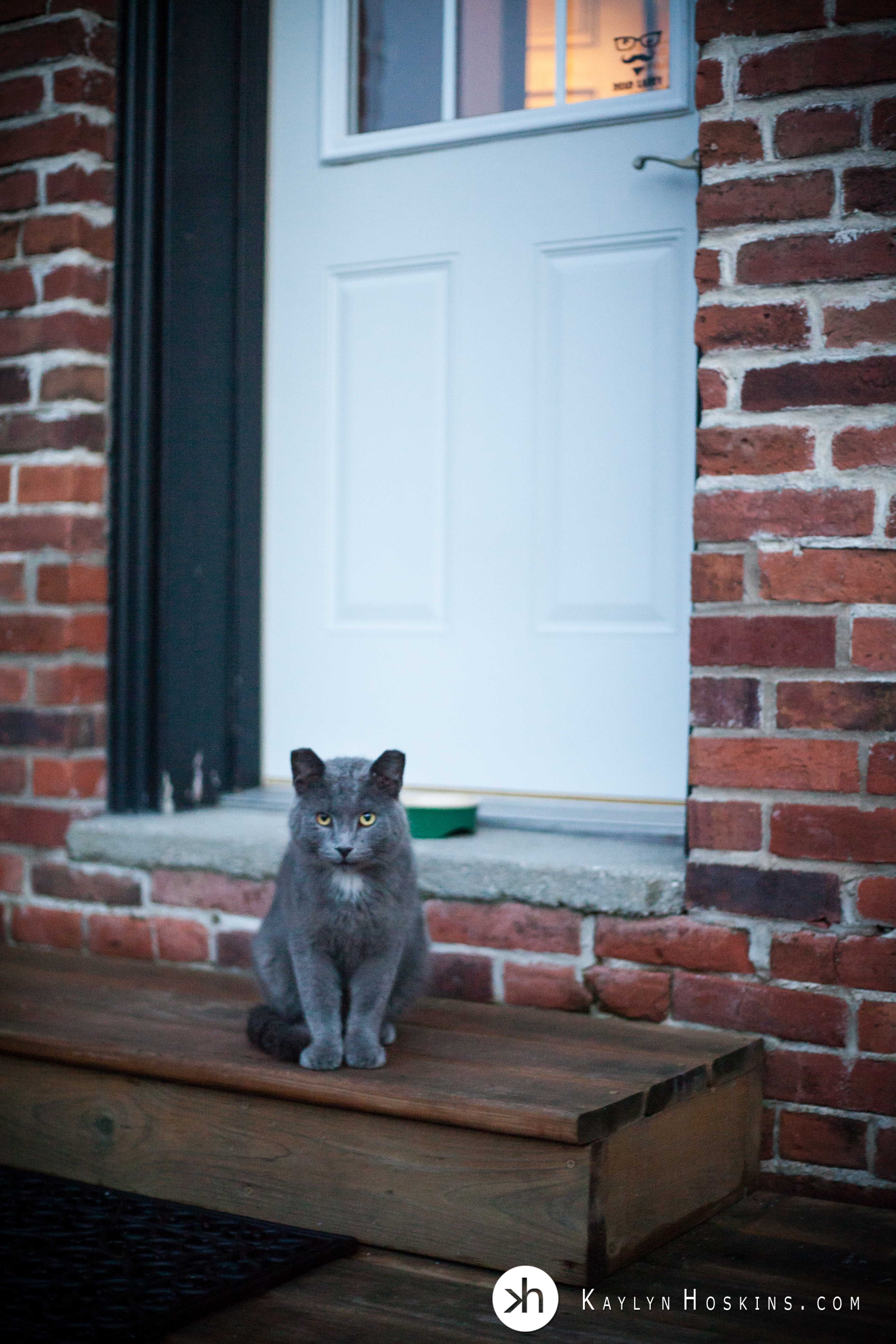 Once feral photography studio cat, Costello sitting outside studio door waiting for food