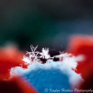 Snowflakes photographed on rainbow colored rug in Iowa
