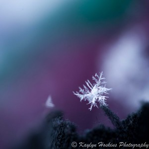 Snowflake photographed on rainbow colored rug in Iowa