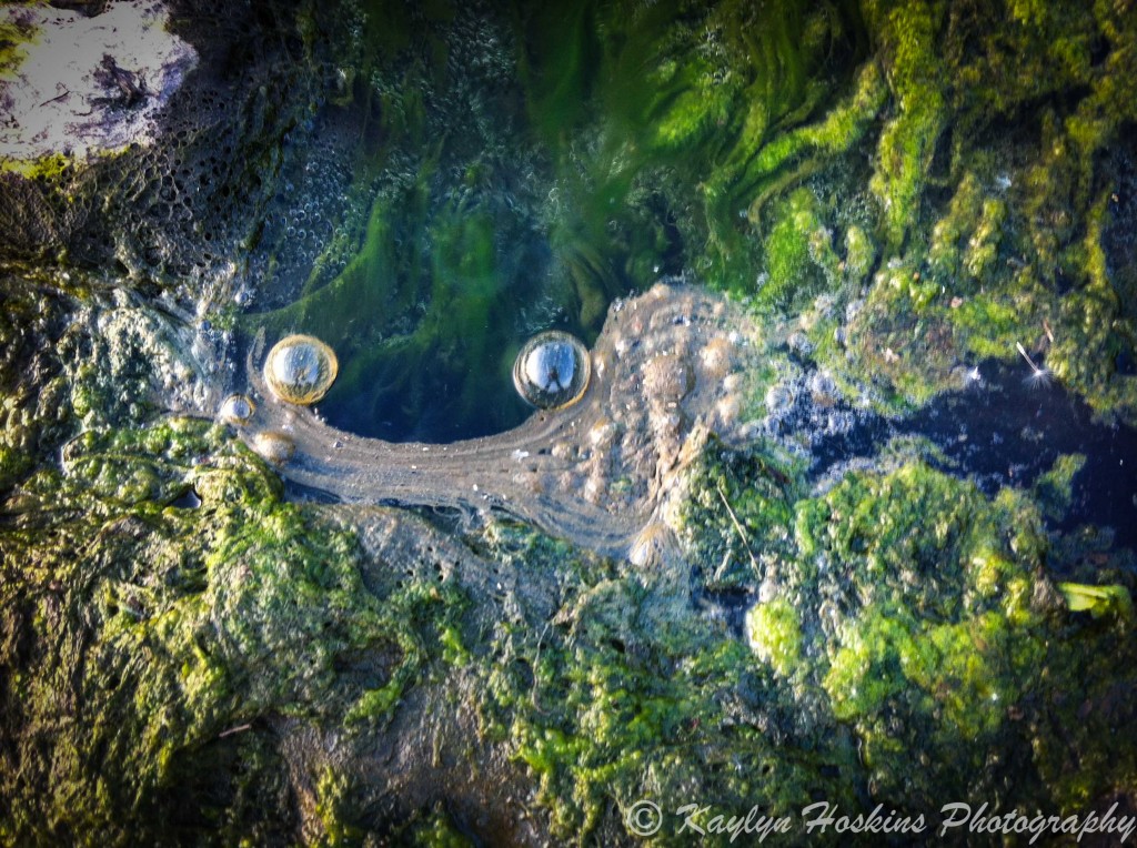 smiley face in mossy water