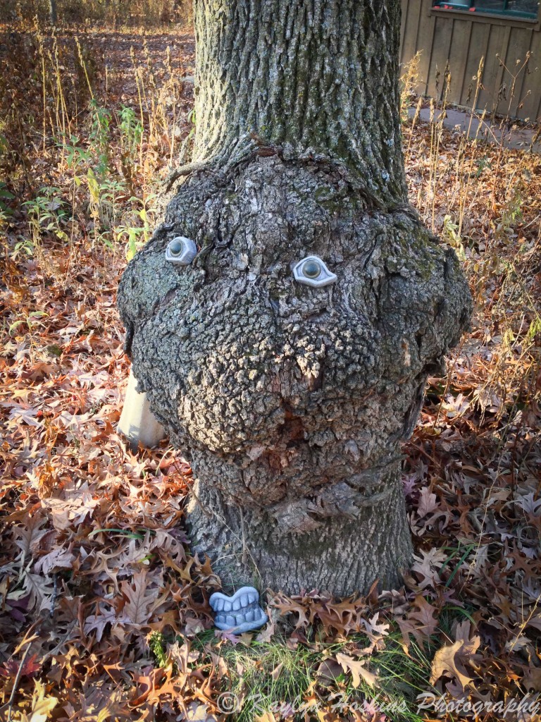 Fun face in old tree growth